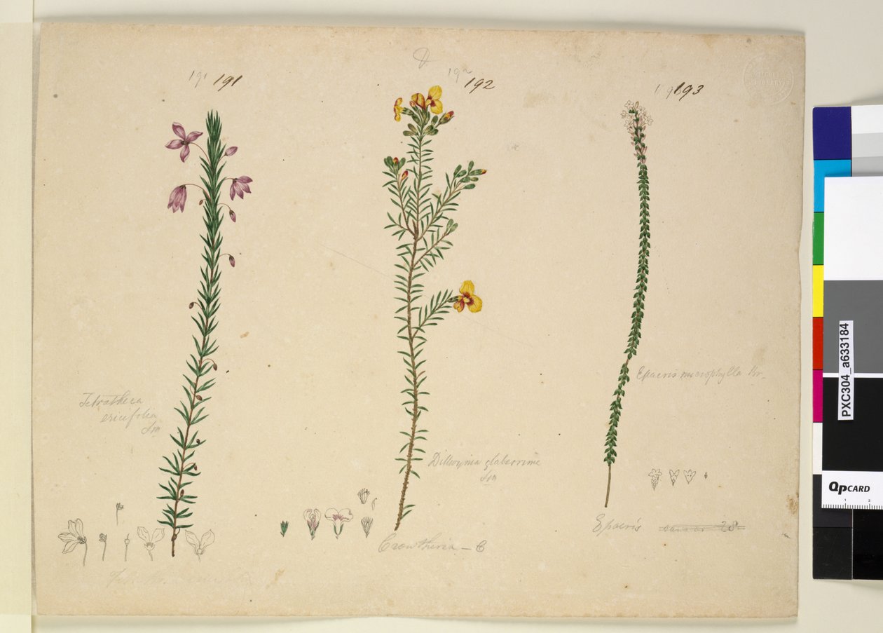 Seite 191. Tetratheca ericifolia; 192. Dillwynia glaberrima; 193. Epacris microphylla von John William Lewin
