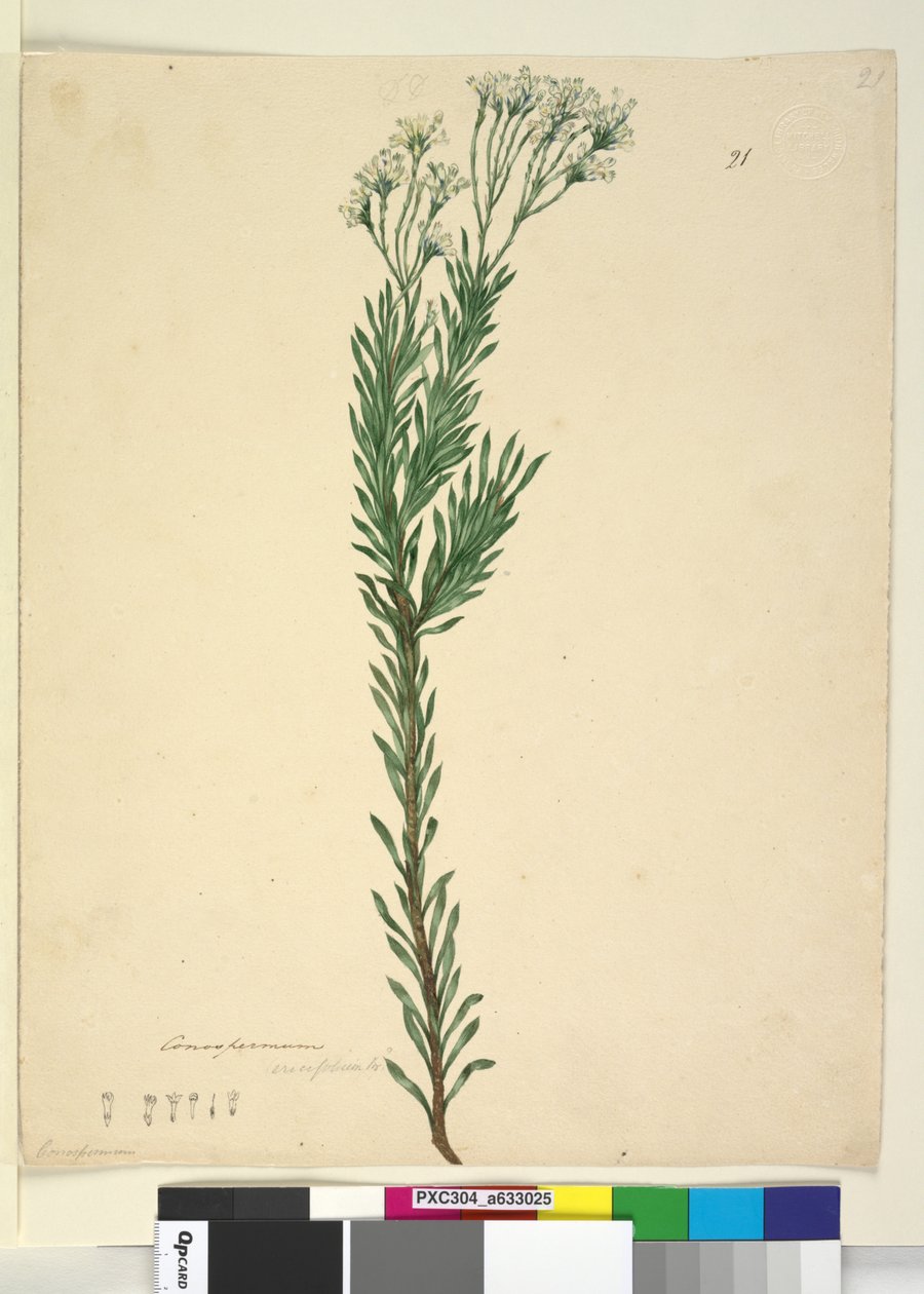 Seite 21. Conospermum ericifolium von John William Lewin