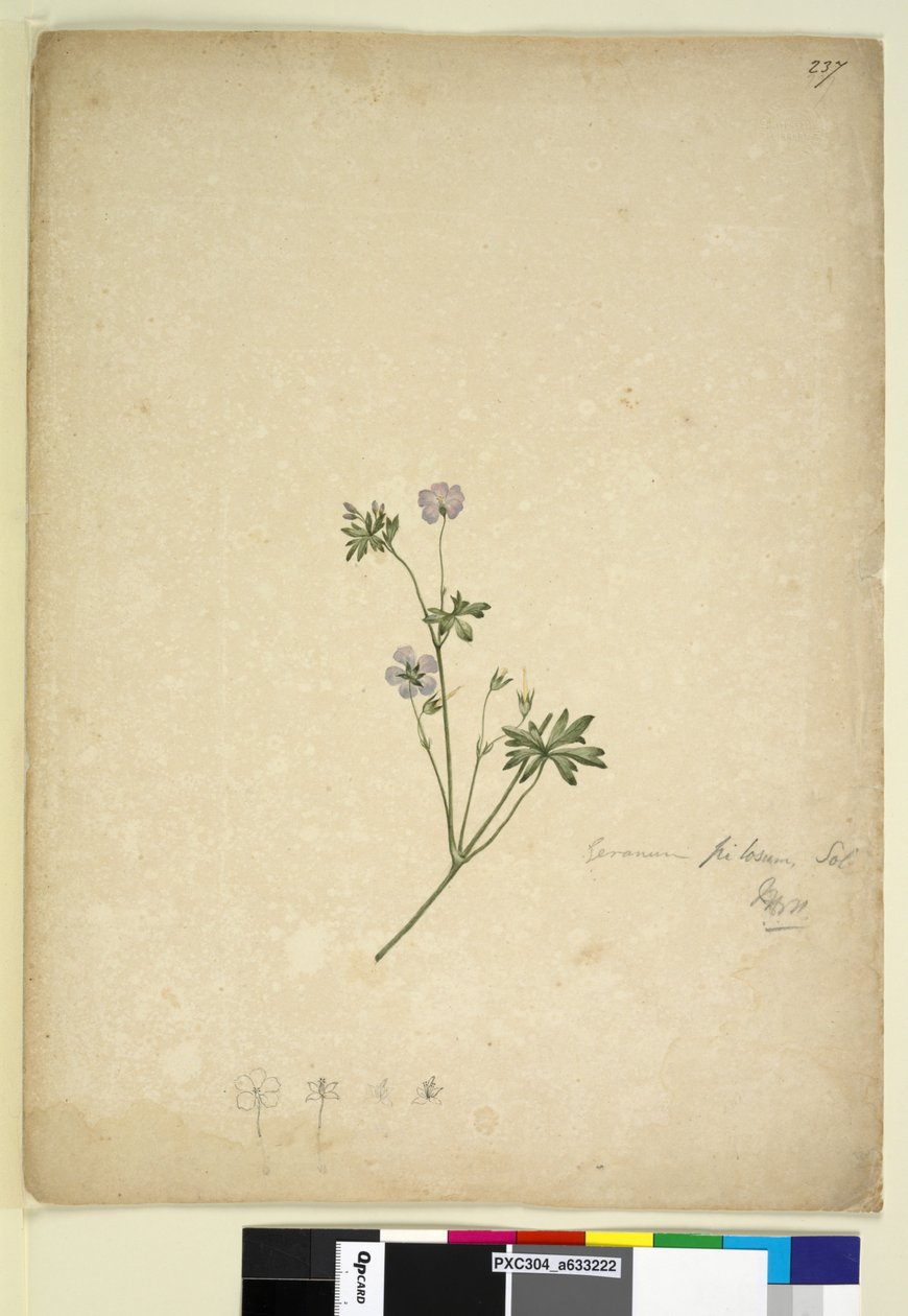 Seite 237. Geranium pilosum von John William Lewin