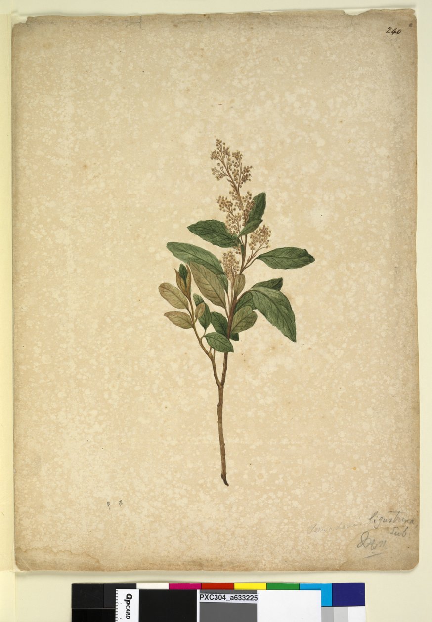 Seite 240. Pomaderris ligustrina von John William Lewin