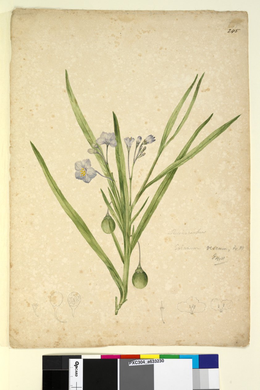 Seite 245. Solanum vescum von John William Lewin