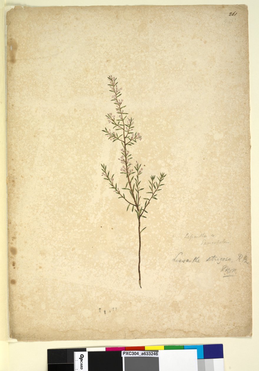 Seite 261. Lissanthe strigosa von John William Lewin