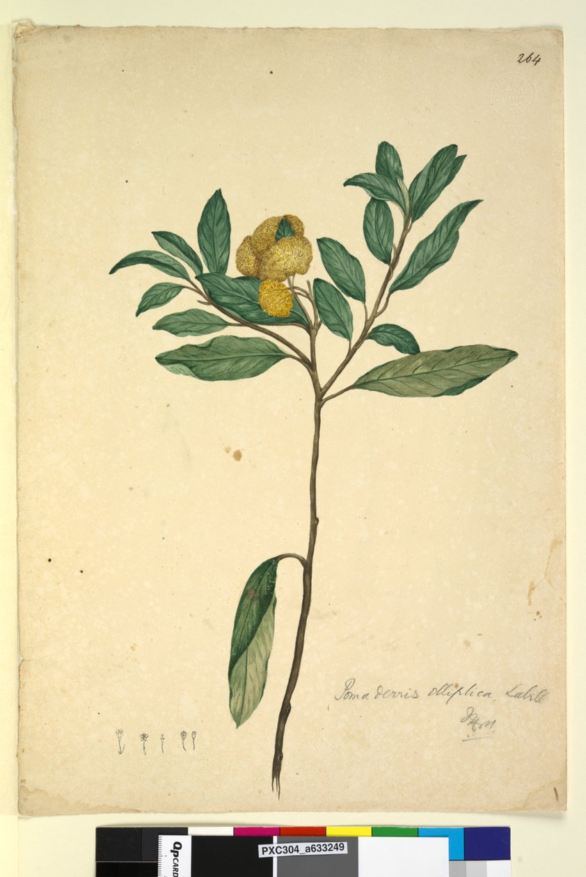 Seite 264. Pomaderris elliptica von John William Lewin