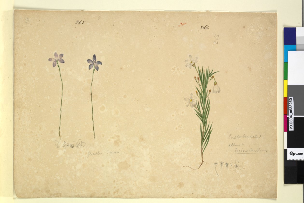 Seite 265. Glossodia minor; 266. Ricinocarpus von John William Lewin