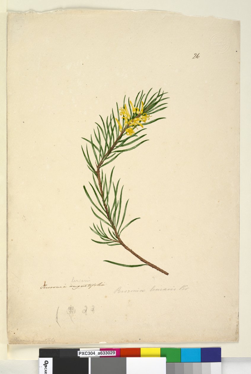 Seite 26. Persoonia linearis von John William Lewin