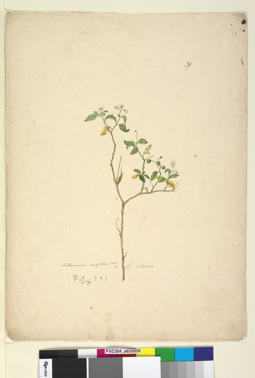 Seite 39. Solanum nigrum von John William Lewin