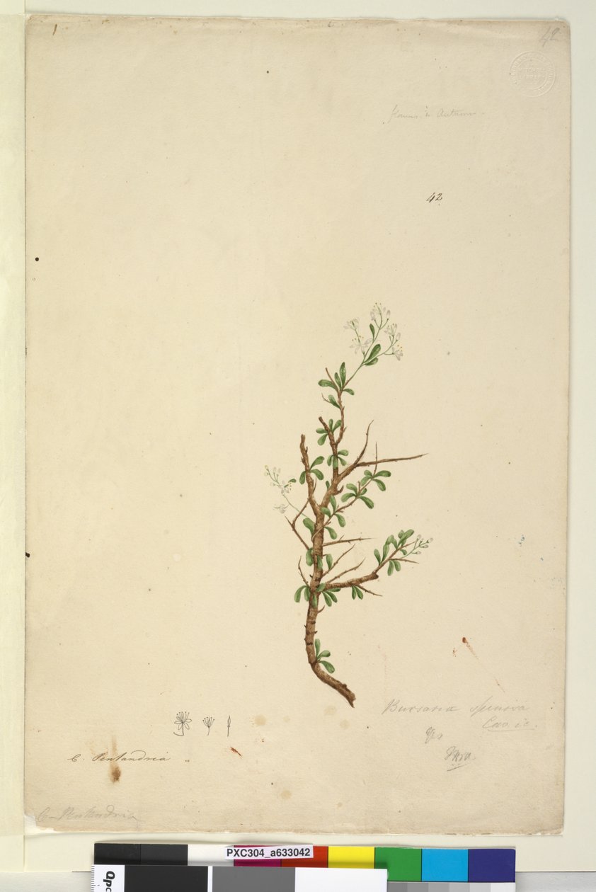 Seite 42. Bursaria spinosa von John William Lewin