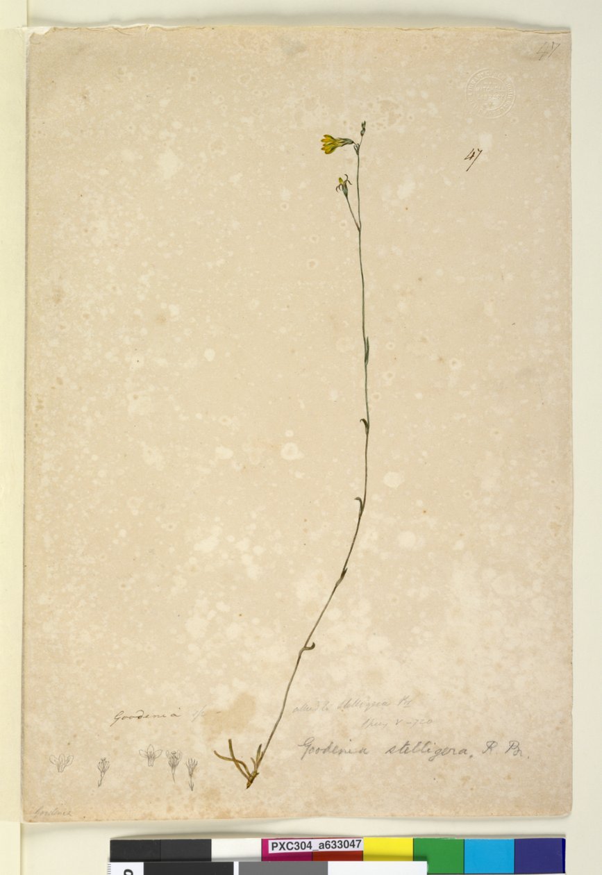 Seite 47. Goodenia stelligera, ca. 1803-06 von John William Lewin