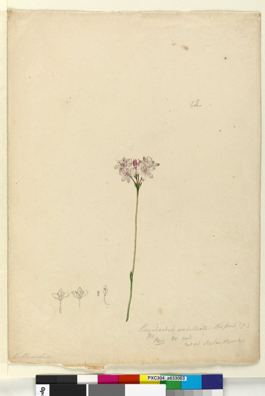 Seite 63. Burchardia umbellata von John William Lewin