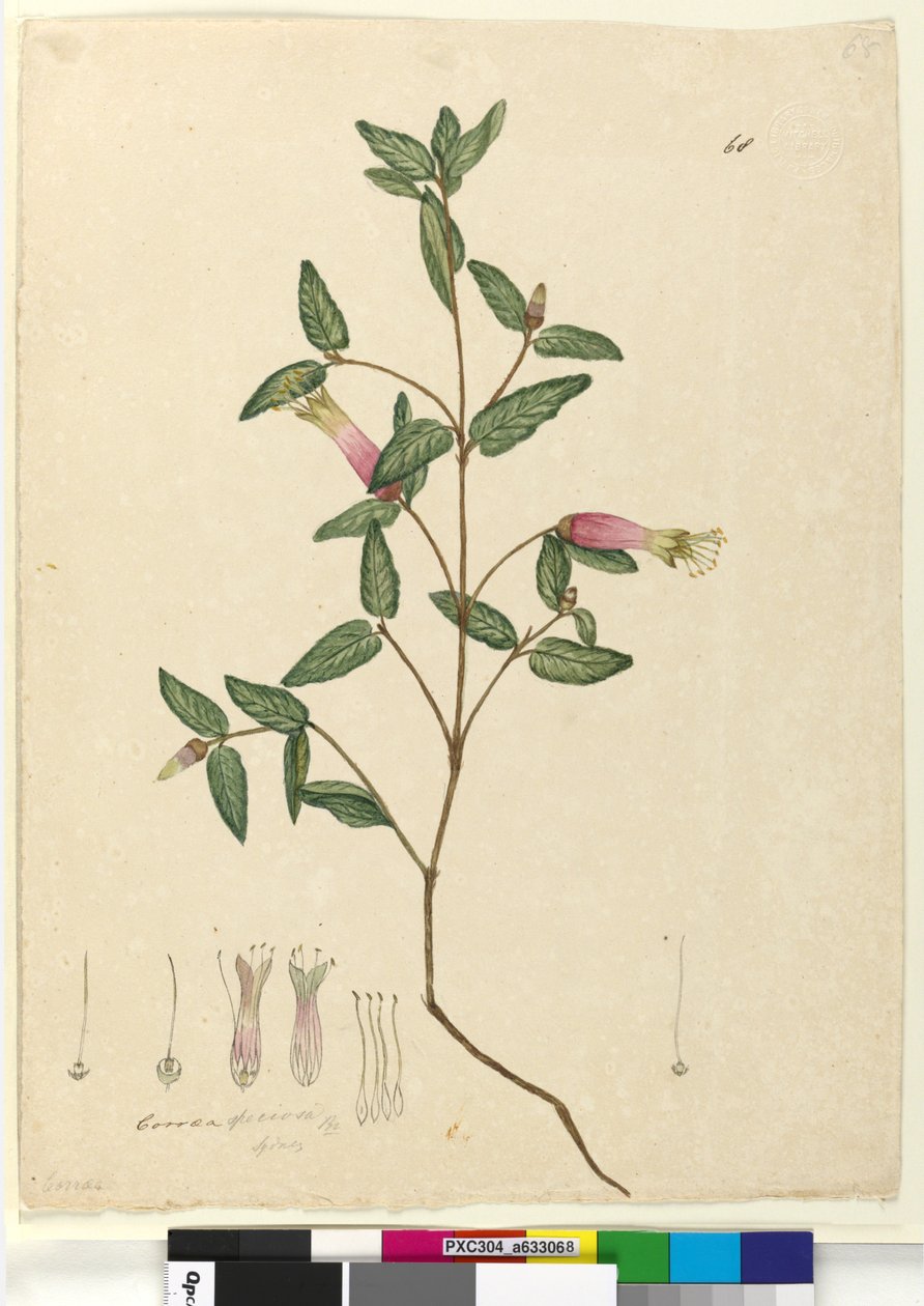 Seite 68. Correa speciosa von John William Lewin