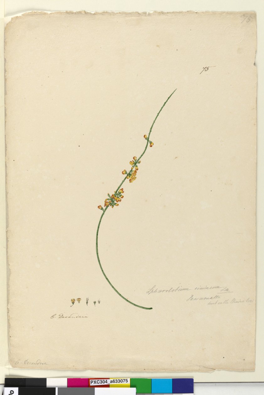 Seite 75. Sphaerolobium vimineum von John William Lewin