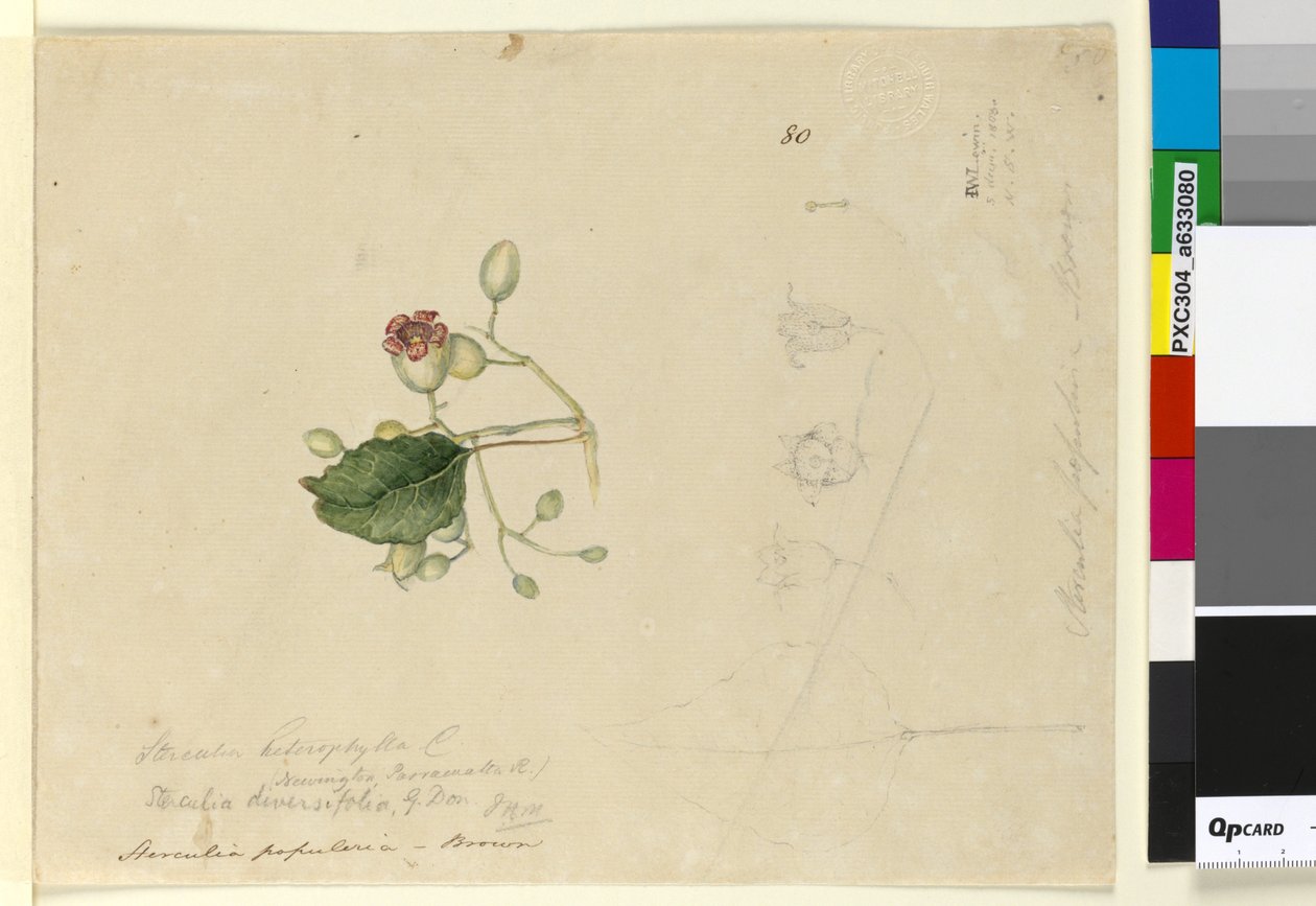 Seite 80. Sterculia diversifolia von John William Lewin