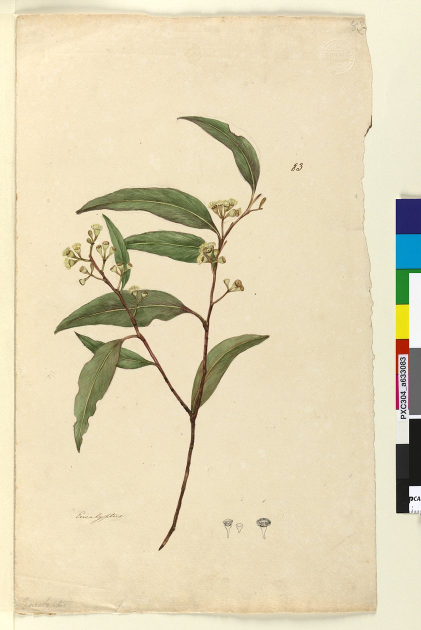 Seite 83. Eukalyptus von John William Lewin