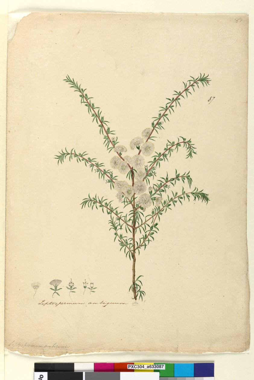 Seite 87. Leptospermum ambiguum von John William Lewin