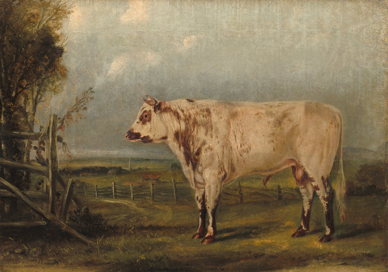 Ein junger Stier, ca. 1849 von John Woodhouse Audubon