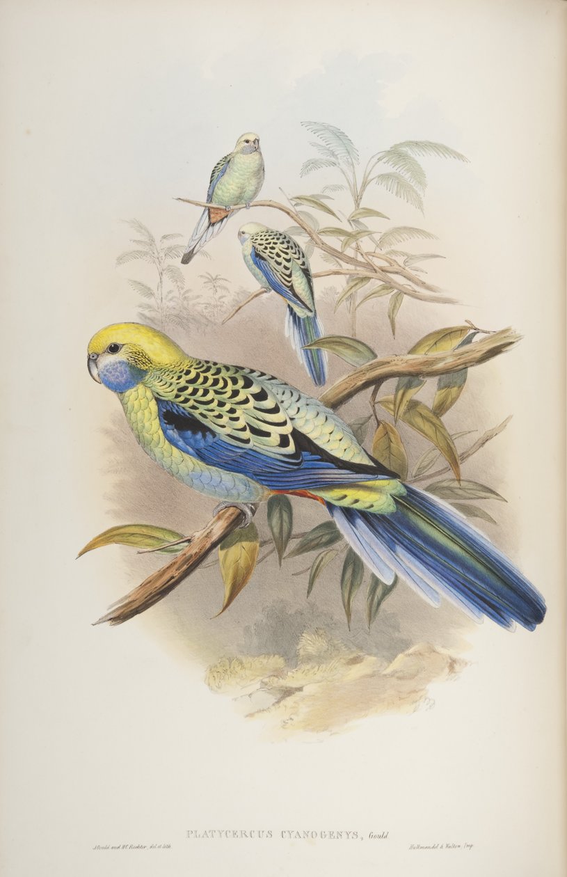 Platycerus cyanogenus, aus Die Vögel Australiens von John Gould, 1840 von John and Richter Gould