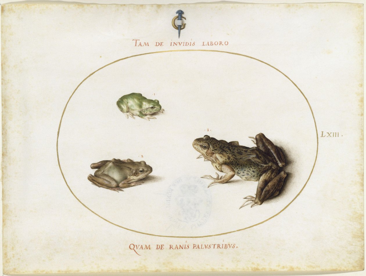 Frösche, Blatt LXIII von Joris Hoefnagel