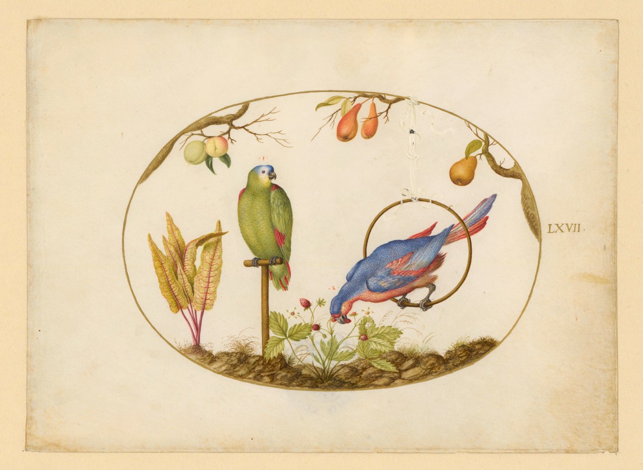 Papageien, Blatt LXVII von Joris Hoefnagel