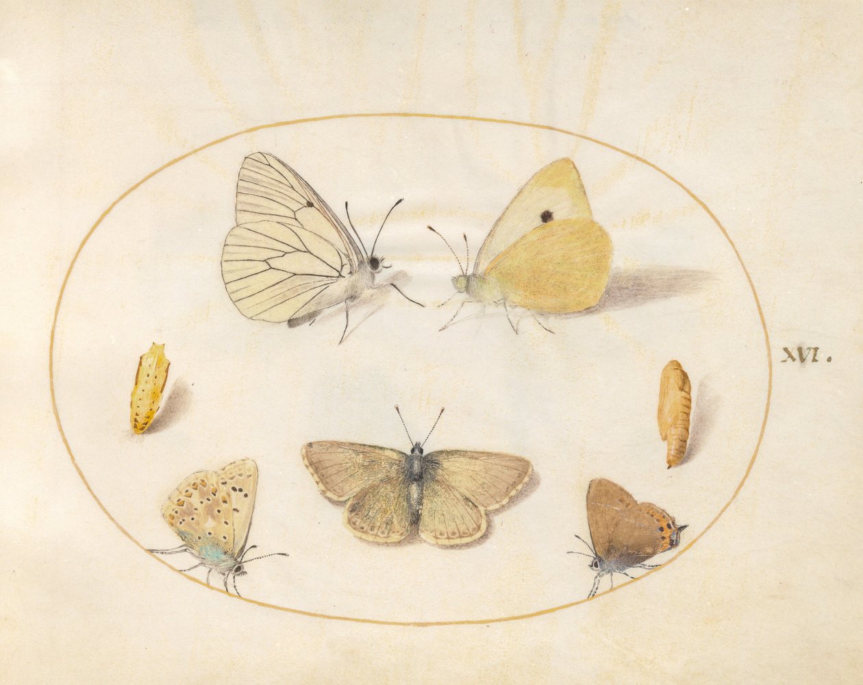 Tafel 16: Baum-Weißling, Postillon, Pflaumen-Zipfelfalter (?), Schwarzbrauner Bläuling (?) und Hauhechel-Bläuling mit zwei Puppen von Joris Hoefnagel