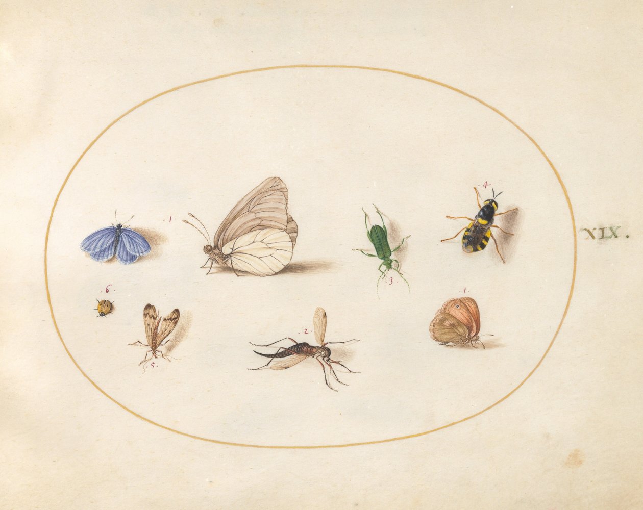 Tafel 19: Zwei Schmetterlinge mit fünf weiteren Insekten von Joris Hoefnagel
