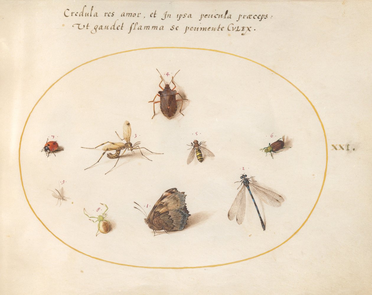 Tafel 21: Ein Schmetterling mit einer Libelle, einem Marienkäfer und fünf anderen Insekten von Joris Hoefnagel