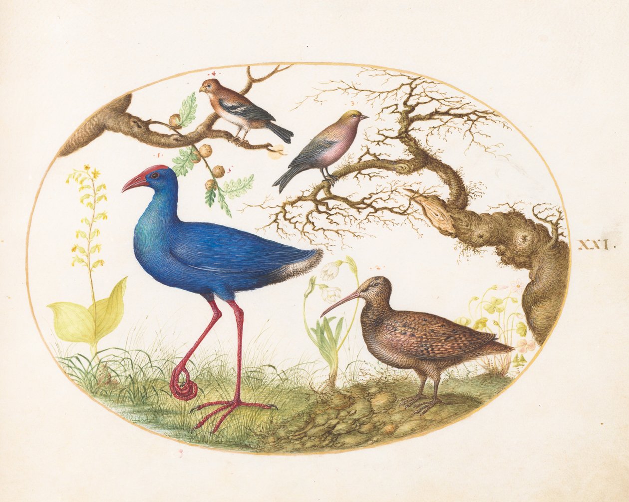 Tafel 21: Sumpfhuhn und Waldschnepfe mit einem gestreiften Karmingimpel, einem Finken und Eichengallen von Joris Hoefnagel