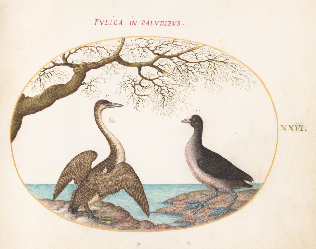 Tafel 26: Kormoran und Blässhuhn von Joris Hoefnagel