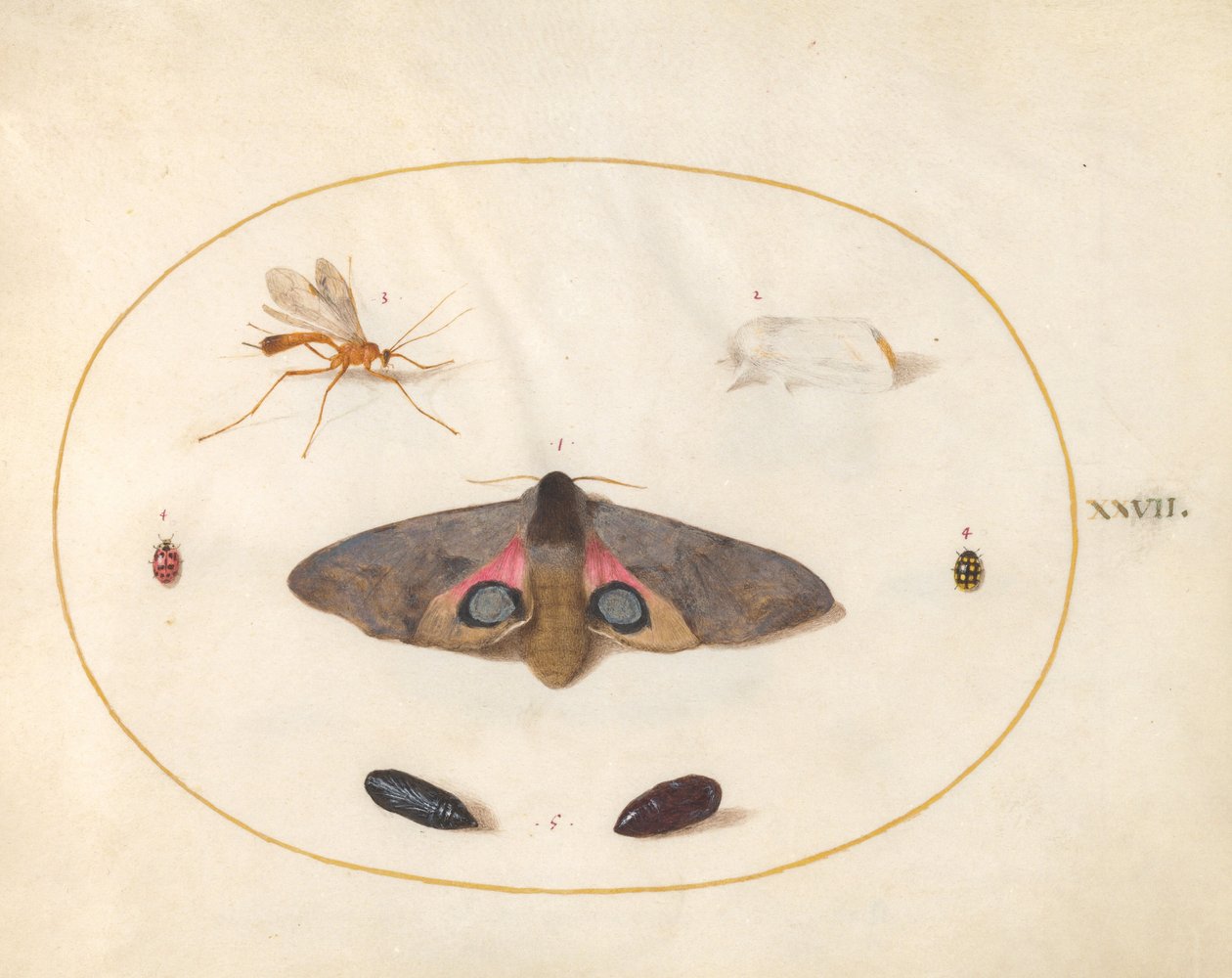Zwei Motten, zwei Puppen und andere Insekten (Tafel 27) von Joris Hoefnagel