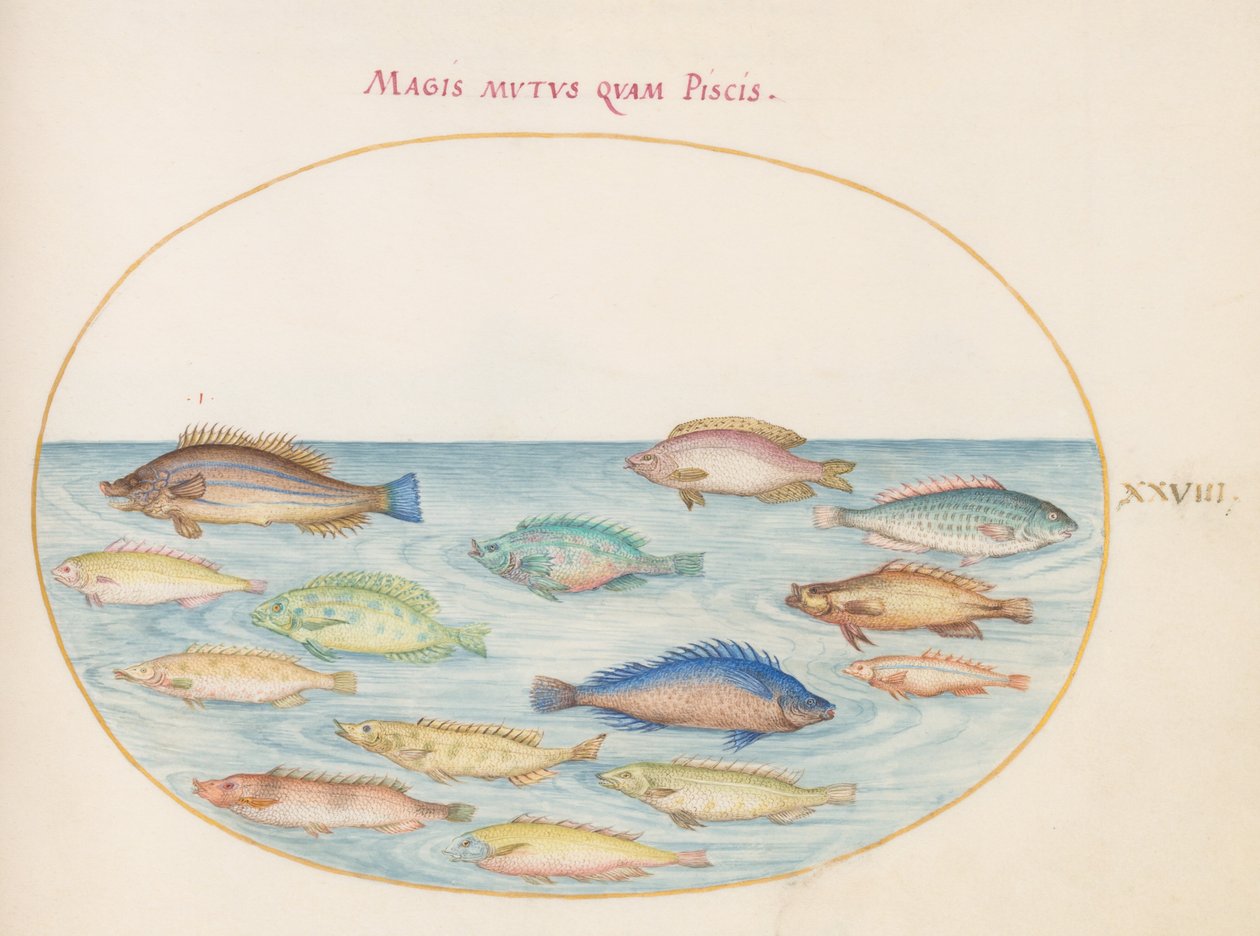 Tafel 28: Meerbrasse(?) und andere Fische von Joris Hoefnagel