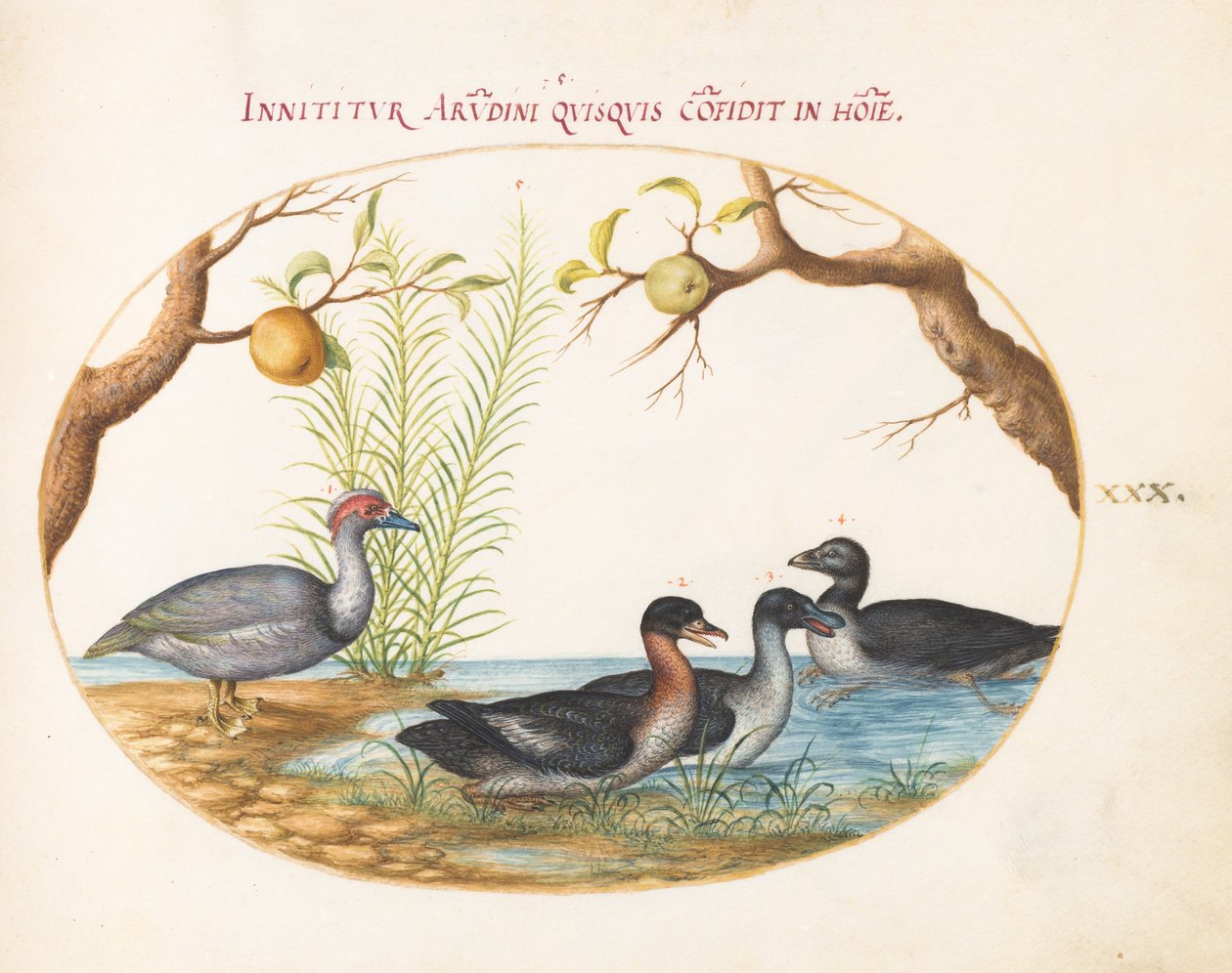 Tafel 30: Eine Moschusente (?), eine vierbeinige Ente und zwei weitere Vögel von Joris Hoefnagel