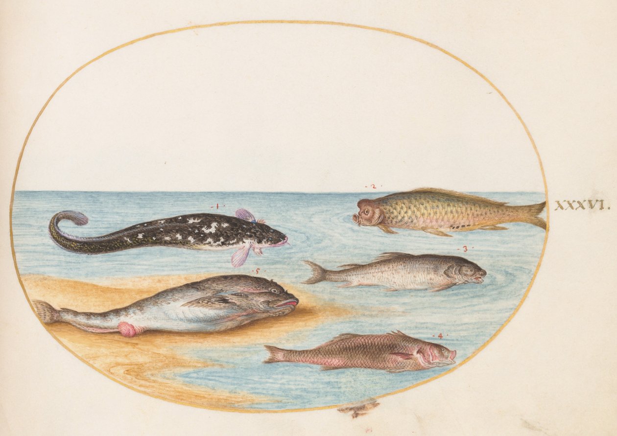Tafel 36: Fünf Fische, darunter ein Karpfen(?) von Joris Hoefnagel
