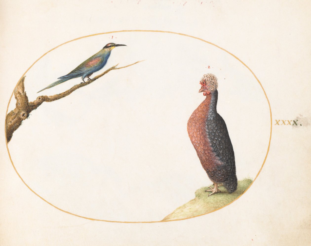 Tafel 40: Europäischer Bienenfresser und exotisches Huhn von Joris Hoefnagel
