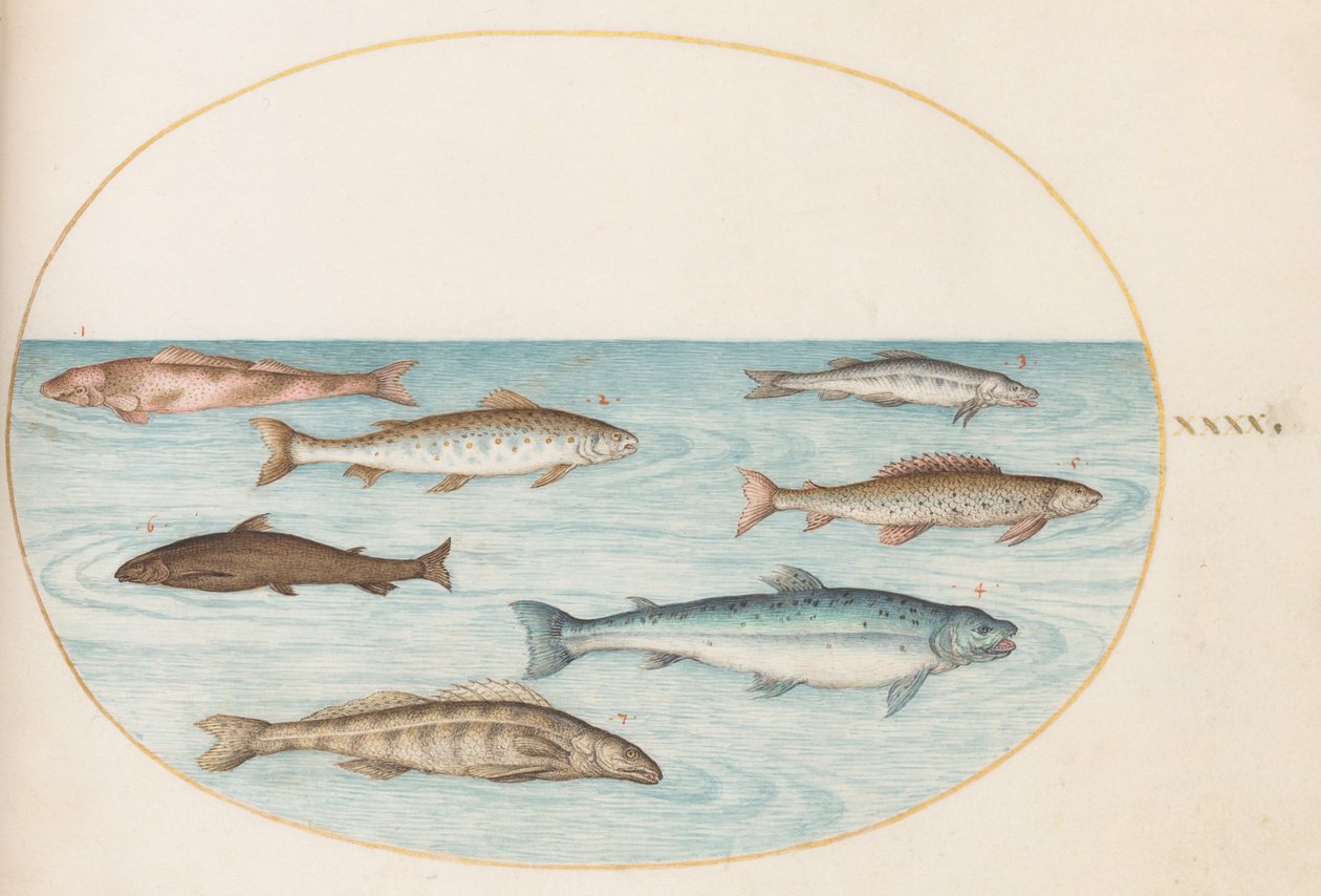 Tafel 40: Lachs, Forelle und Süßwasser(?)fische von Joris Hoefnagel
