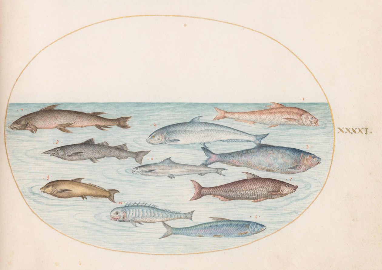 Tafel 41: Maräne (?) und andere Fische von Joris Hoefnagel