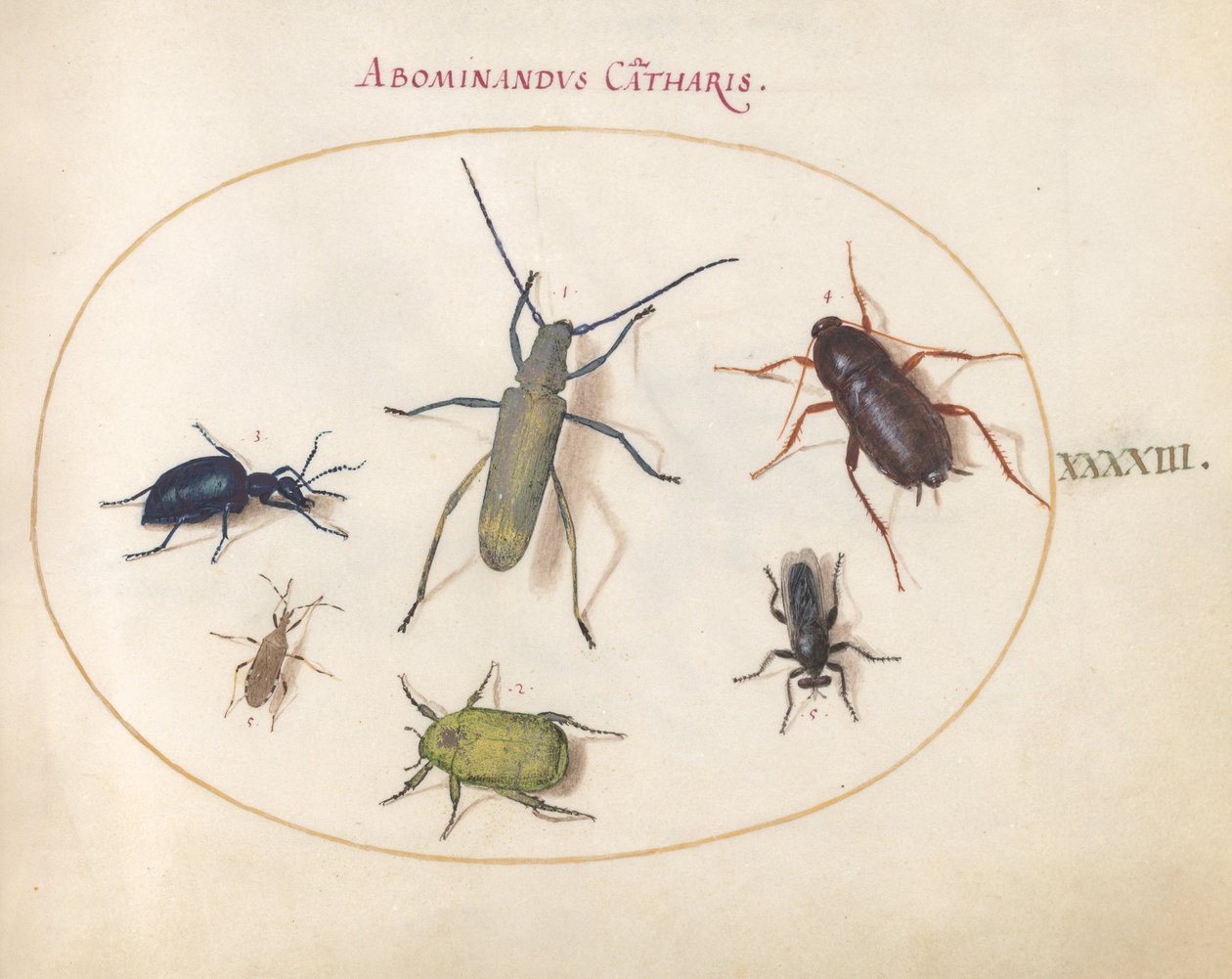 Tafel 43: Ein Goldblühender Grauer Langhornkäfer (?), Rainkäfer (?), Kakerlake, Blattfußwanze und andere Insekten von Joris Hoefnagel