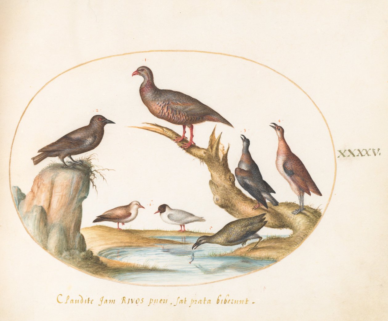 Tafel 45: Möwen und andere Vögel an einem Ufer von Joris Hoefnagel