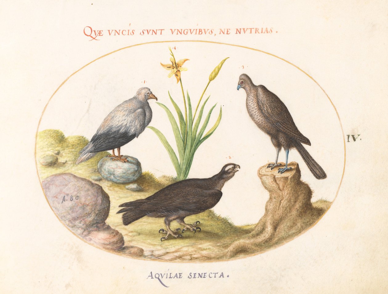 Tafel 4: Ein ägyptischer Geier, ein nördlicher Habicht(?) und ein "Aquila Heteropode" (Kurzzehenadler?) von Joris Hoefnagel