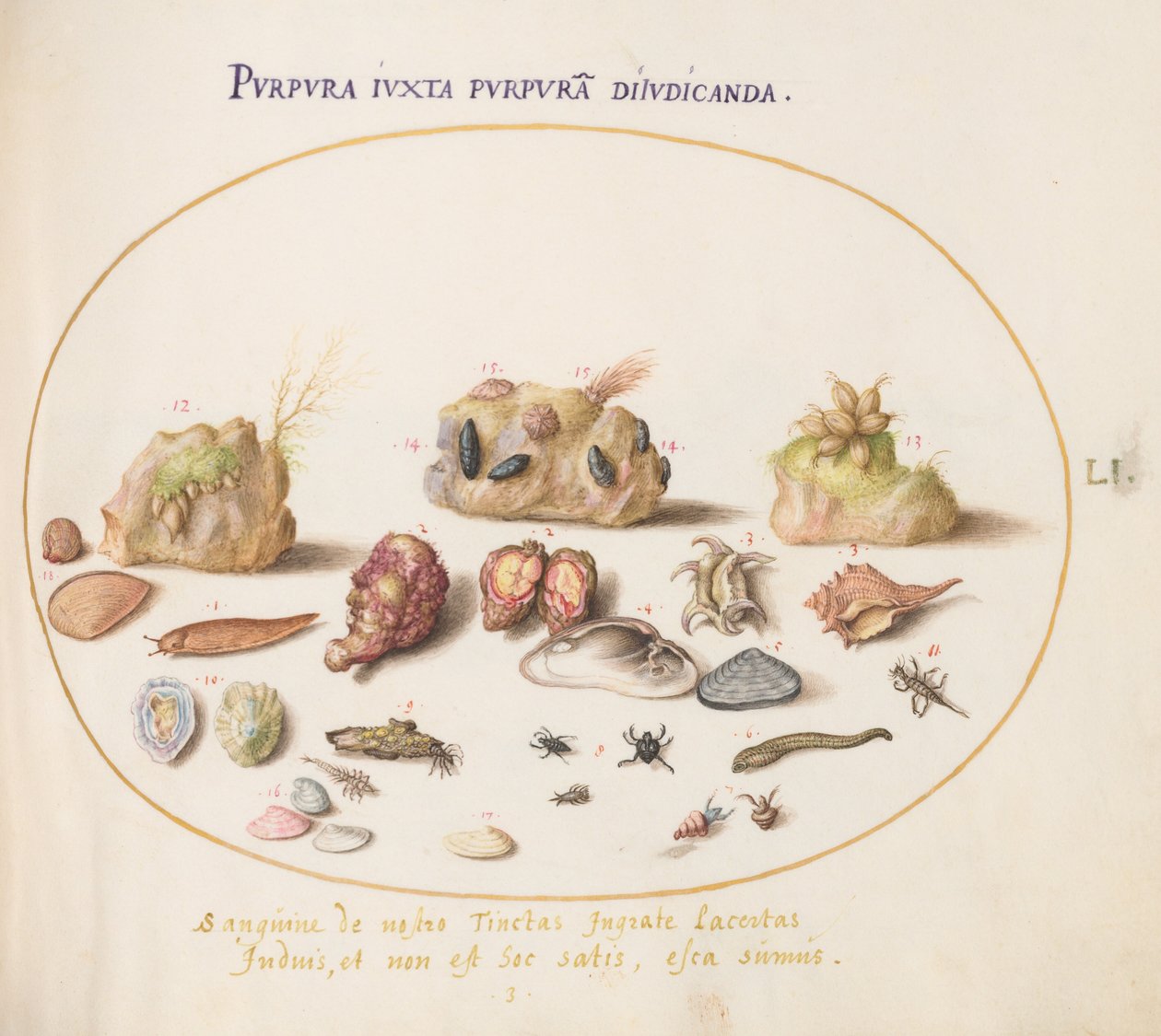 Tafel 51: Murex-Weichtiere, Muscheln, Einsiedlerkrebse, eine Nacktschnecke, Insekten und anderes Meeresleben von Joris Hoefnagel