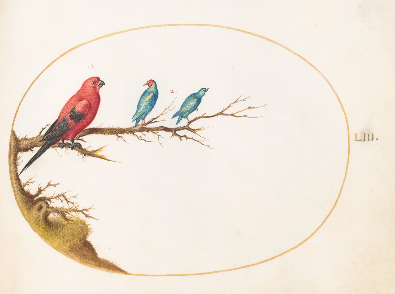 Tafel 53: Drei farbenprächtige Vögel, darunter eine Brasiltangare(?) von Joris Hoefnagel