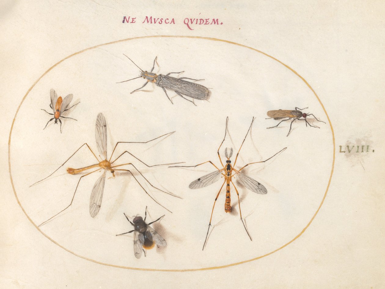 Tafel 58: Eine Biene und fünf andere Insekten von Joris Hoefnagel