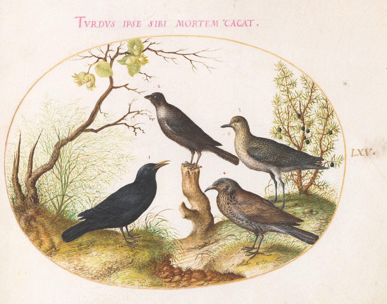 Tafel 65: Amsel, Star (?), und andere Vögel von Joris Hoefnagel
