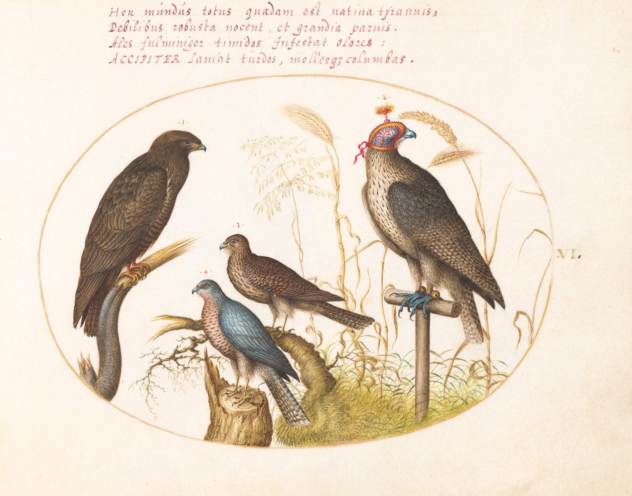 Tafel 6: Vier Raubvögel, darunter ein Sperber(?) von Joris Hoefnagel