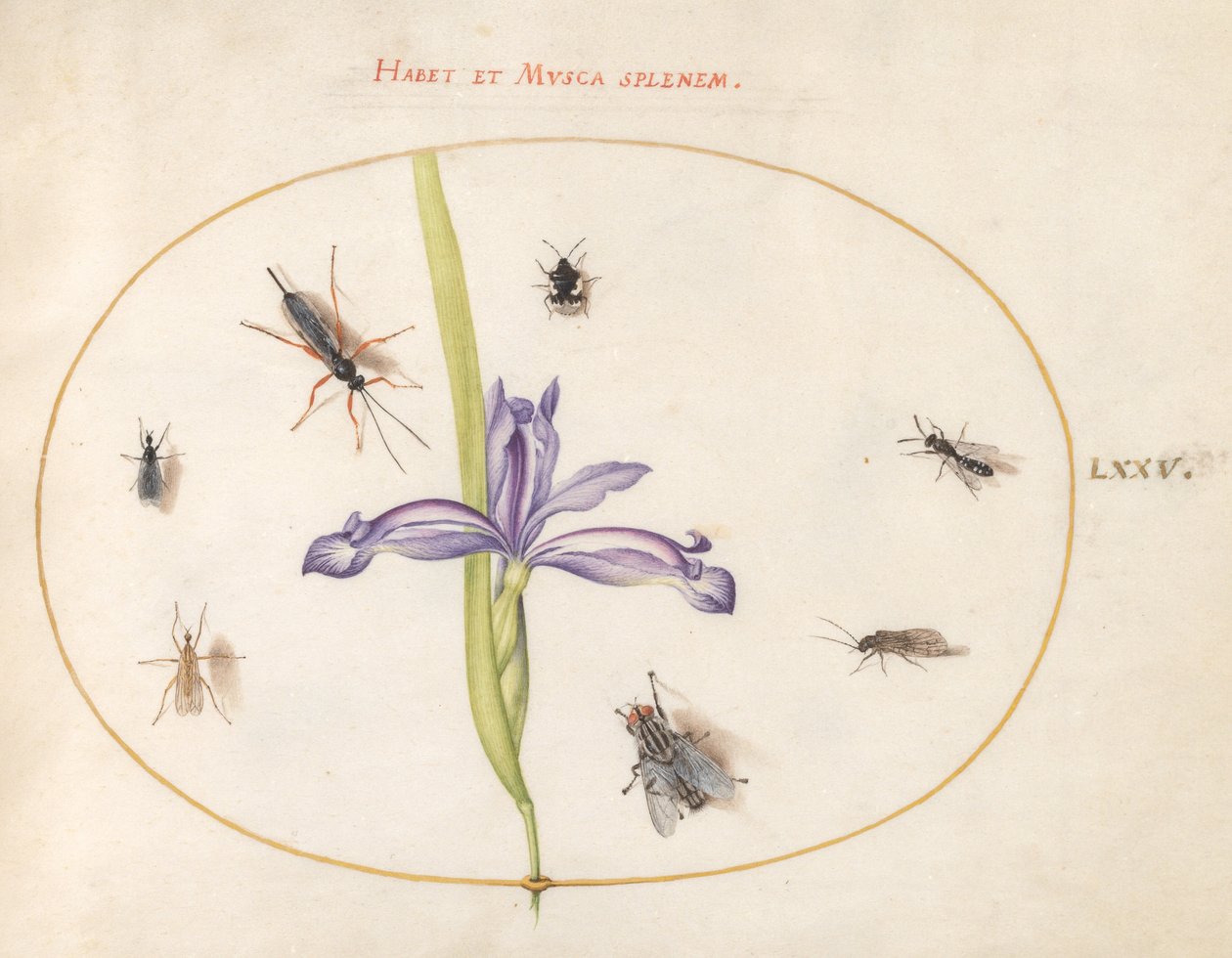 Tafel 75: Eine Fliege und andere Insekten mit einer Iris von Joris Hoefnagel