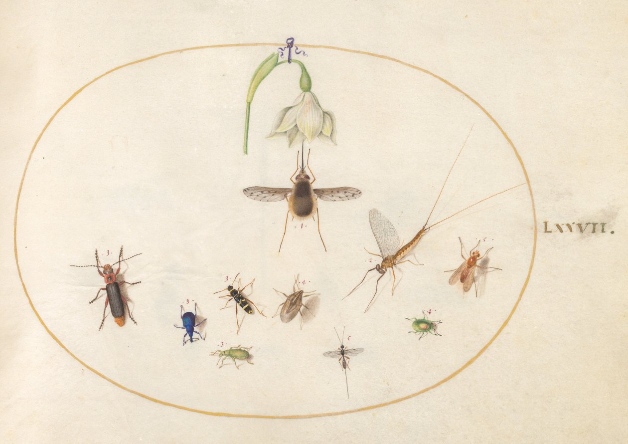 Tafel 77: Taubenschwänzchen mit einer weißen Blume, blauen und grünen Rüsselkäfern und anderen Insekten von Joris Hoefnagel