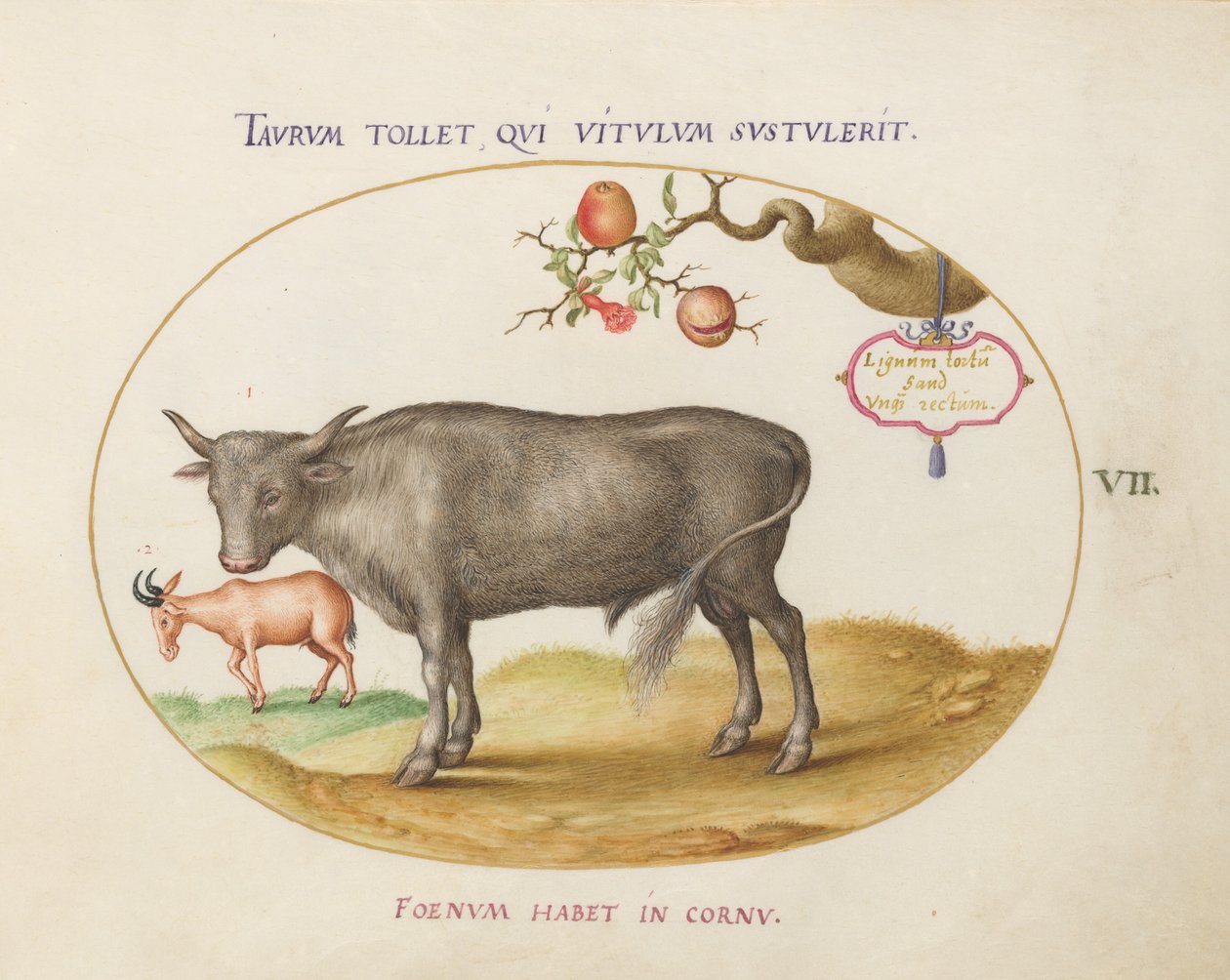 Tafel 7: Ein Stier und ein gehörntes Tier von Joris Hoefnagel