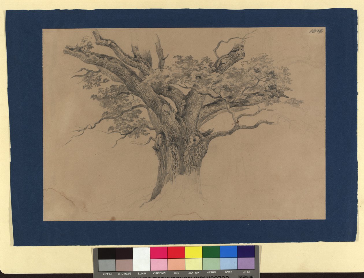 Baumstudie von Josef Kriehuber
