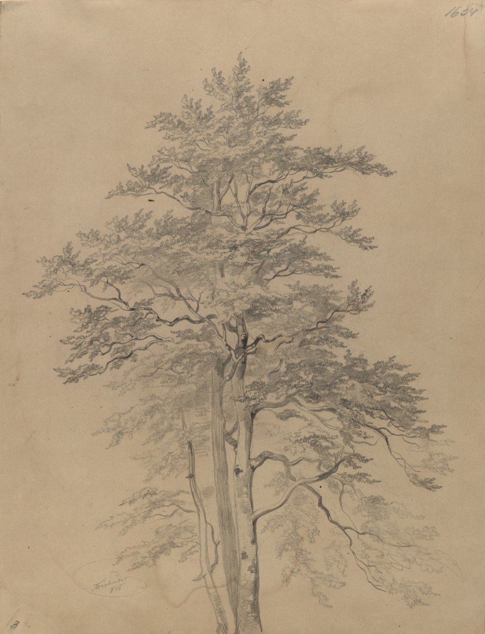 Baumstudie von Josef Kriehuber