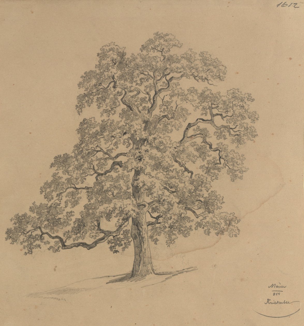 Baumstudie aus Mauer von Josef Kriehuber