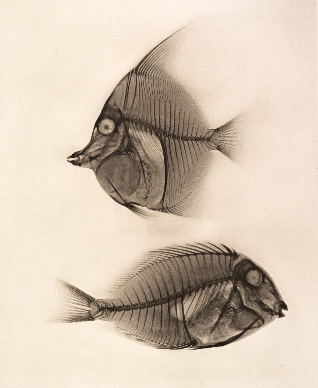 Historisches Röntgenbild eines Moorish Idol (Zanclus Cornutus) und eines Bluelined Surgeonfish (Acanthurus Nigros) 1896 (Foto) von Josef Maria Eder