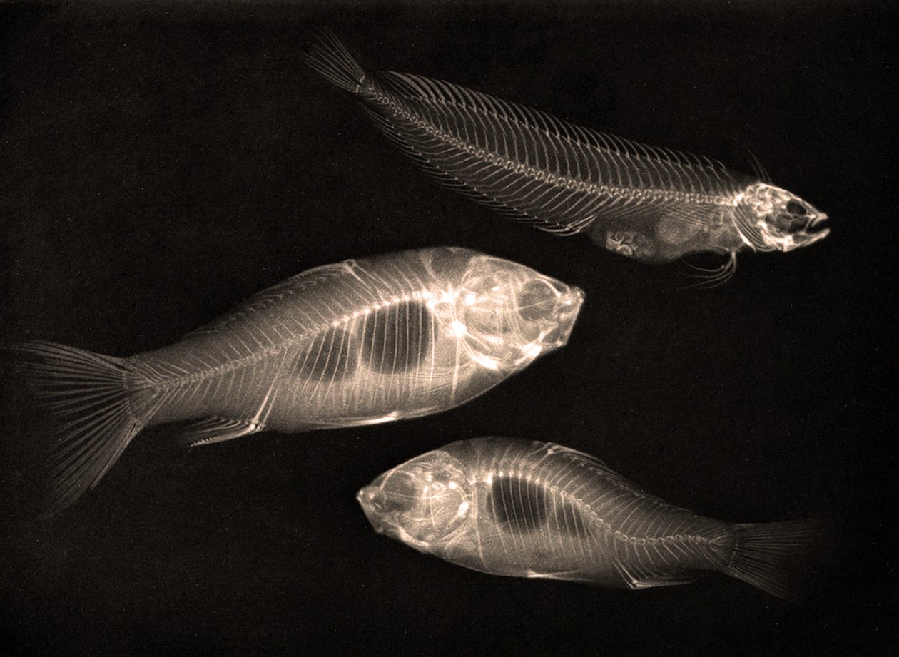 Röntgenaufnahme von zwei Goldfischen und einem Salzwasserfisch von Josef Maria Eder